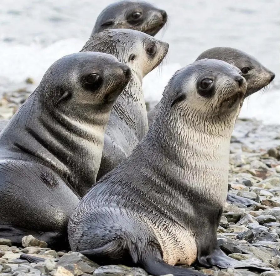 ที่มา: Antarctic and  Southern Ocean Coalition