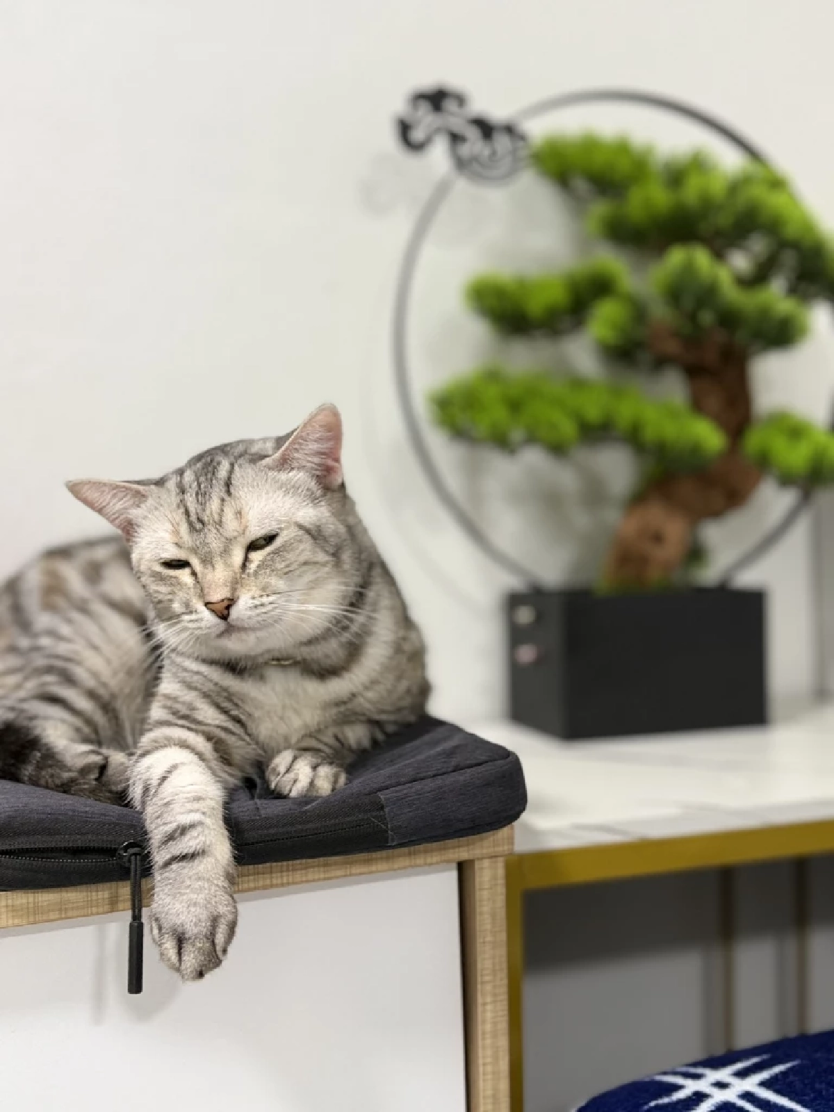 Gen Z ไทยฮิตเลี้ยงแมว ‘คลายความเครียด’ ยอมเปย์หนักเพื่อลูกรัก ดันตลาดอาหารโต