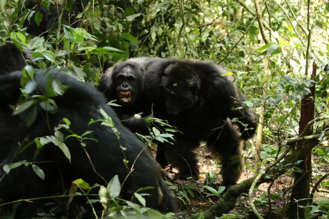 พบ ‘ชิมแปนซี’ ยูกันดา แตกเป็น 2 ฝ่าย ทำสงครามกลางเมืองกันมา 8 ปี