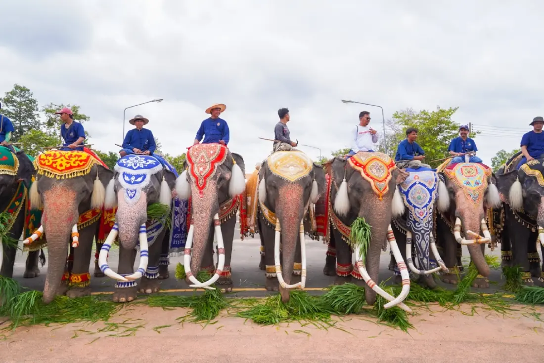สุรินทร์จัดใหญ่! รวมช้าง 93 เชือก ในงาน “วิถีคน วิถีช้าง”