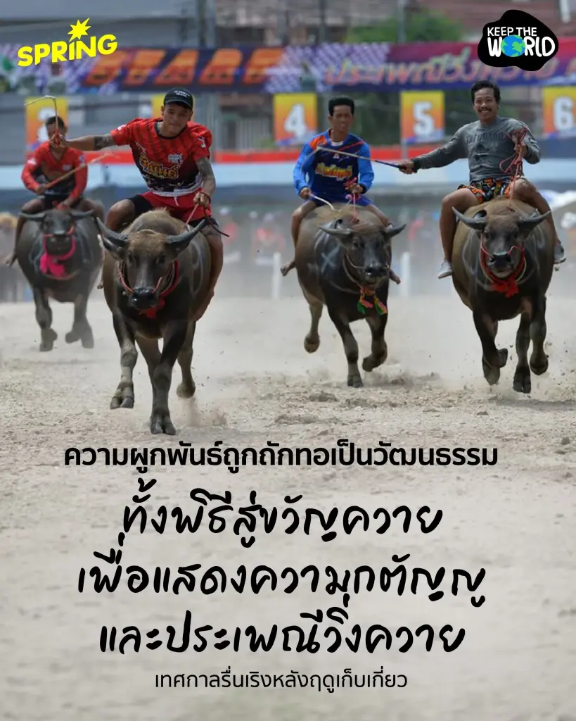 ‘ควายไทย’ จากแรงงานบ้านทุ่ง สู่สัตว์เศรษฐกิจเงินล้าน และการเลือนหายไปของควายป่า