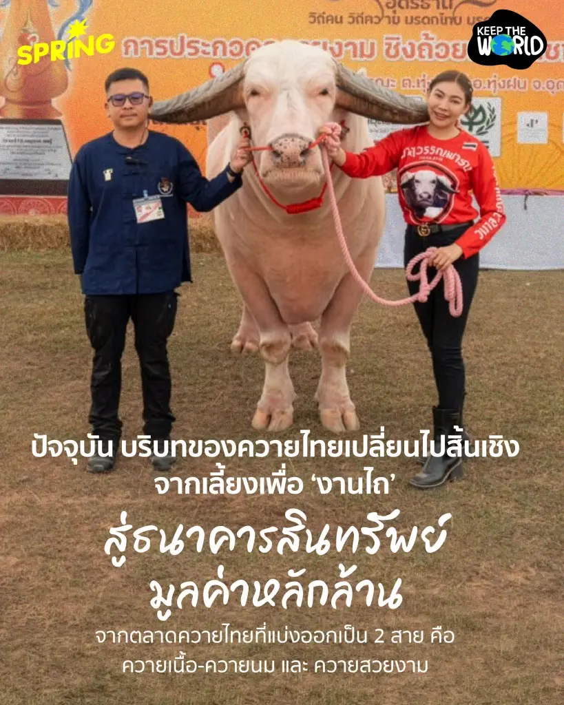 ‘ควายไทย’ จากแรงงานบ้านทุ่ง สู่สัตว์เศรษฐกิจเงินล้าน และการเลือนหายไปของควายป่า
