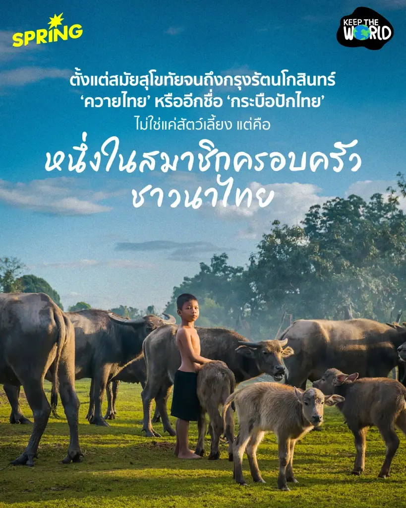 ‘ควายไทย’ จากแรงงานบ้านทุ่ง สู่สัตว์เศรษฐกิจเงินล้าน และการเลือนหายไปของควายป่า