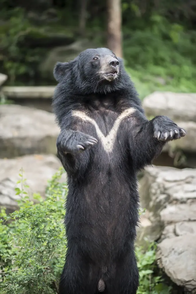 ที่มา: หมีดำเอเชีย (Asiatic Black Bear)