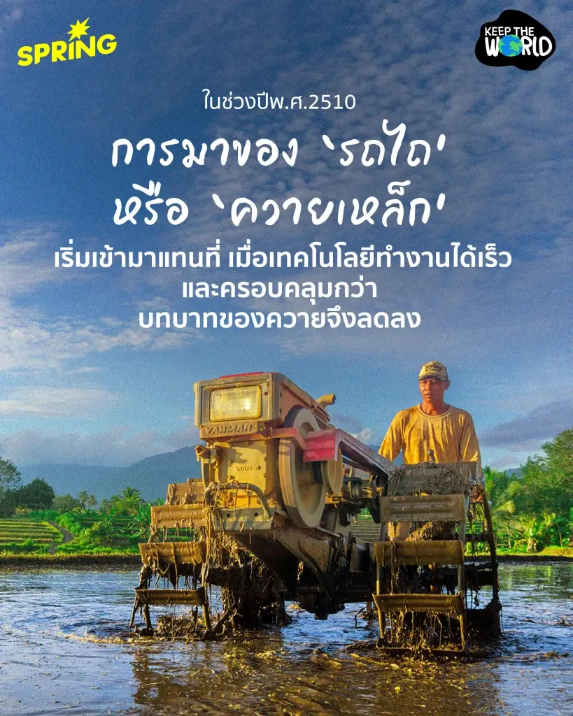 ‘ควายไทย’ จากแรงงานบ้านทุ่ง สู่สัตว์เศรษฐกิจเงินล้าน และการเลือนหายไปของควายป่า