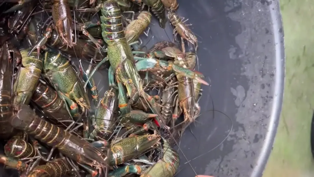 'เอเลี่ยนสปีชีส์' กุ้งเครย์ฟิช ขยายพันธุ์ในกว๊านพะเยา คาดกระทบระบบนิเวศ