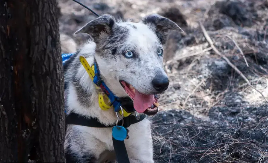 ที่มา: Bear, the koala detection dog /ifaw