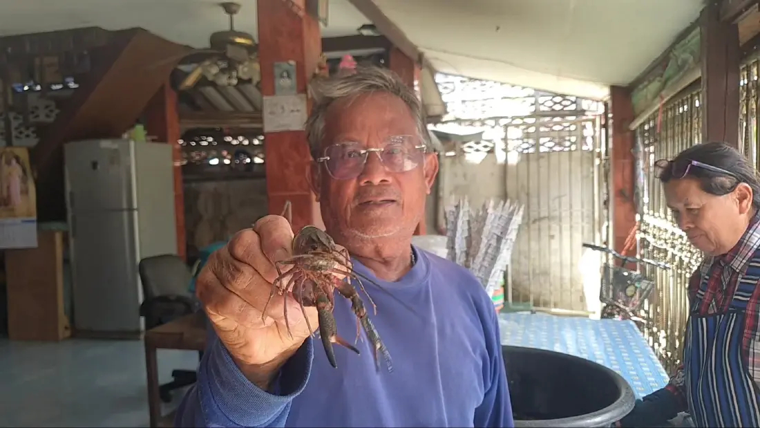 'เอเลี่ยนสปีชีส์' กุ้งเครย์ฟิช ขยายพันธุ์ในกว๊านพะเยา คาดกระทบระบบนิเวศ