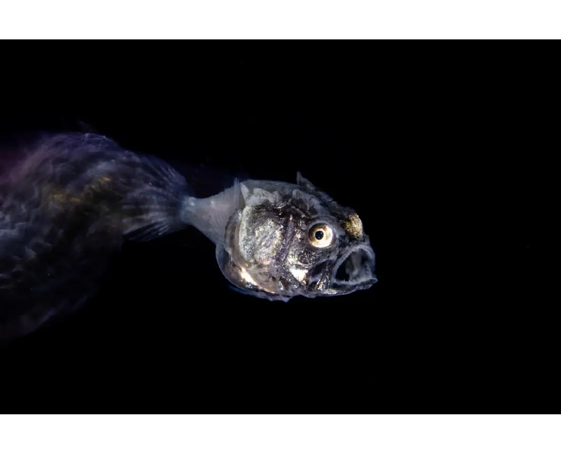 CREDIT : pelagic_captures