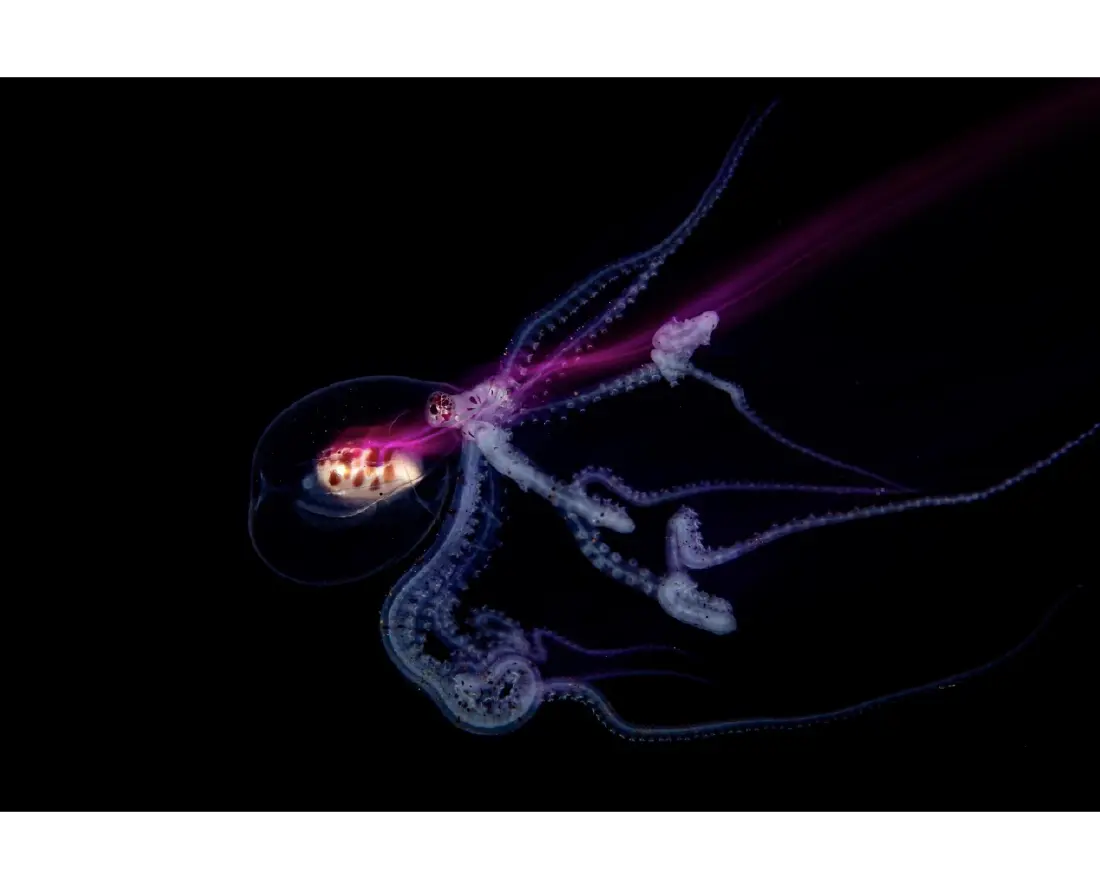 CREDIT : pelagic_captures