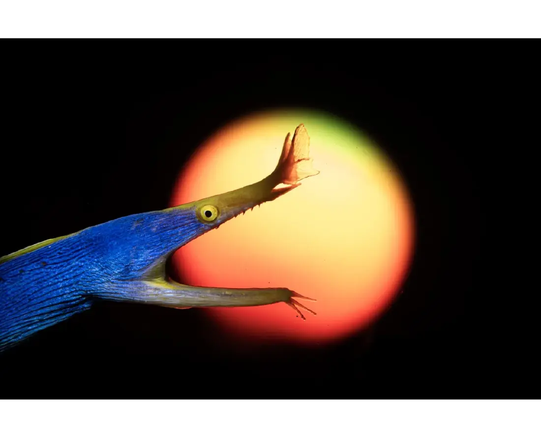 CREDIT : pelagic_captures