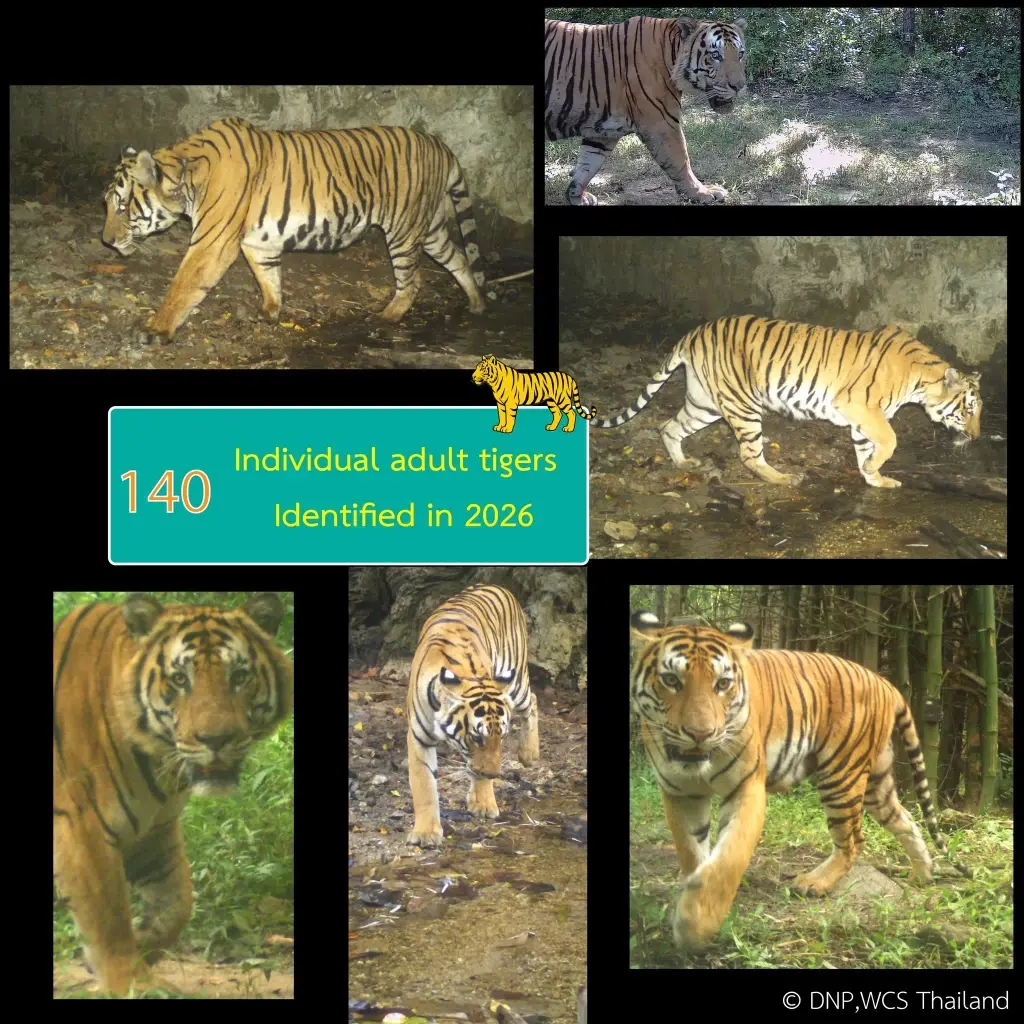 เปิดตัวเลข 'เสือโคร่ง' ไทยพุ่ง 210 ตัว 'ห้วยขาแข้ง' พบมากสุด 100 ชีวิต '