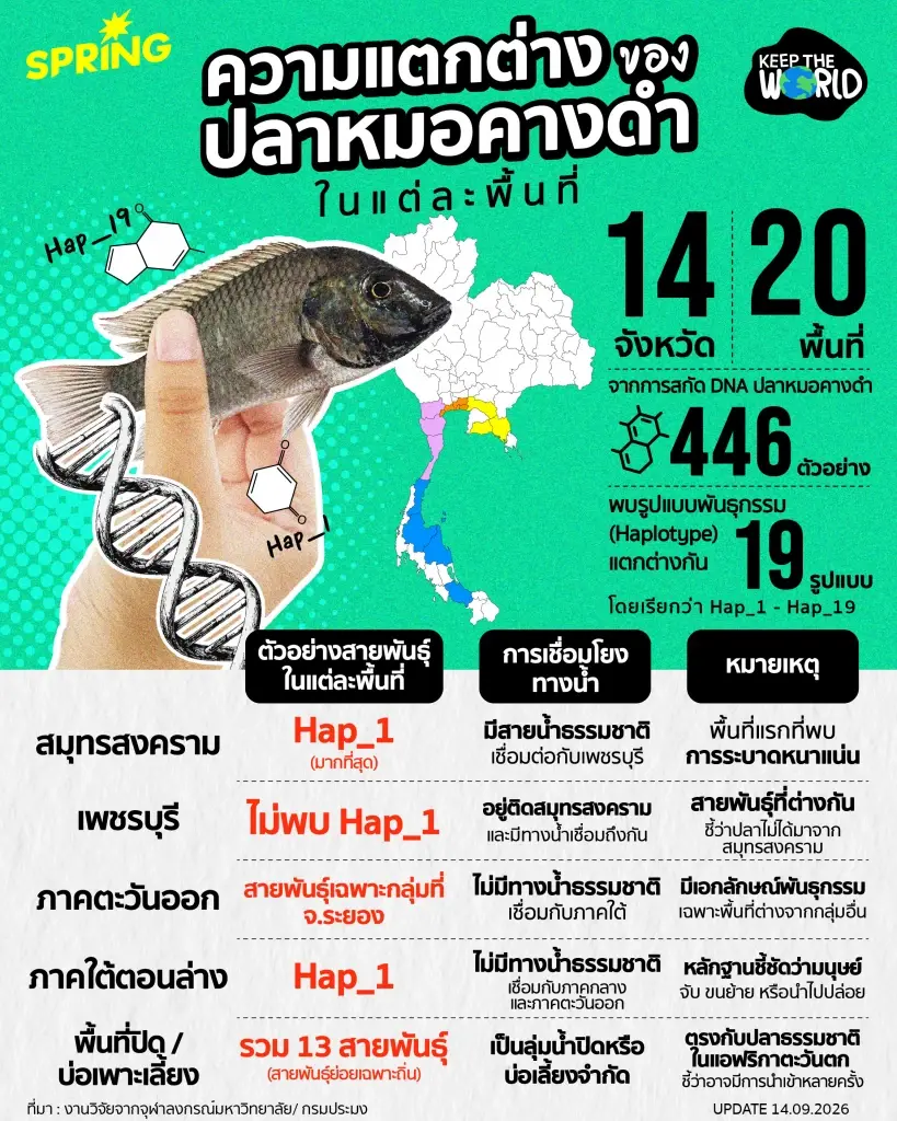 เจาะผลวิจัย DNA ปลาหมอคางดำ พบ 19 รูปแบบพันธุกรรมทั่วประเทศ