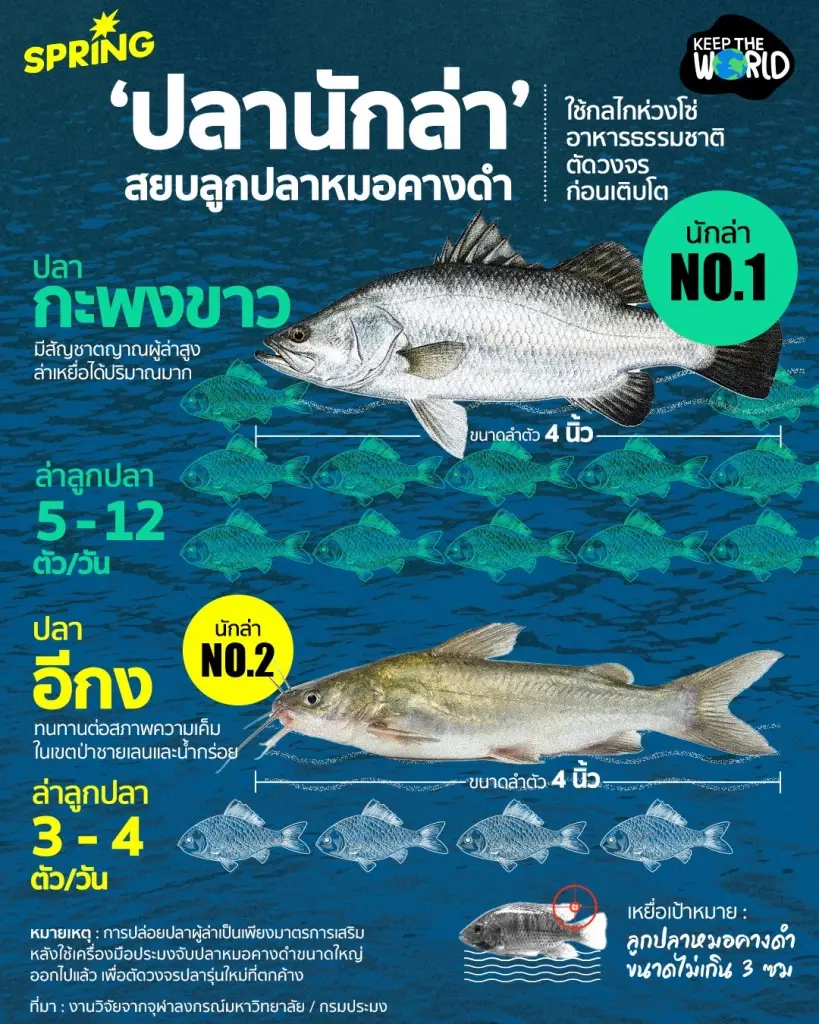 รู้จัก ‘ปลานักล่า’ สยบลูกปลาหมอคางดำ ตัดวงจรก่อนเติบโต