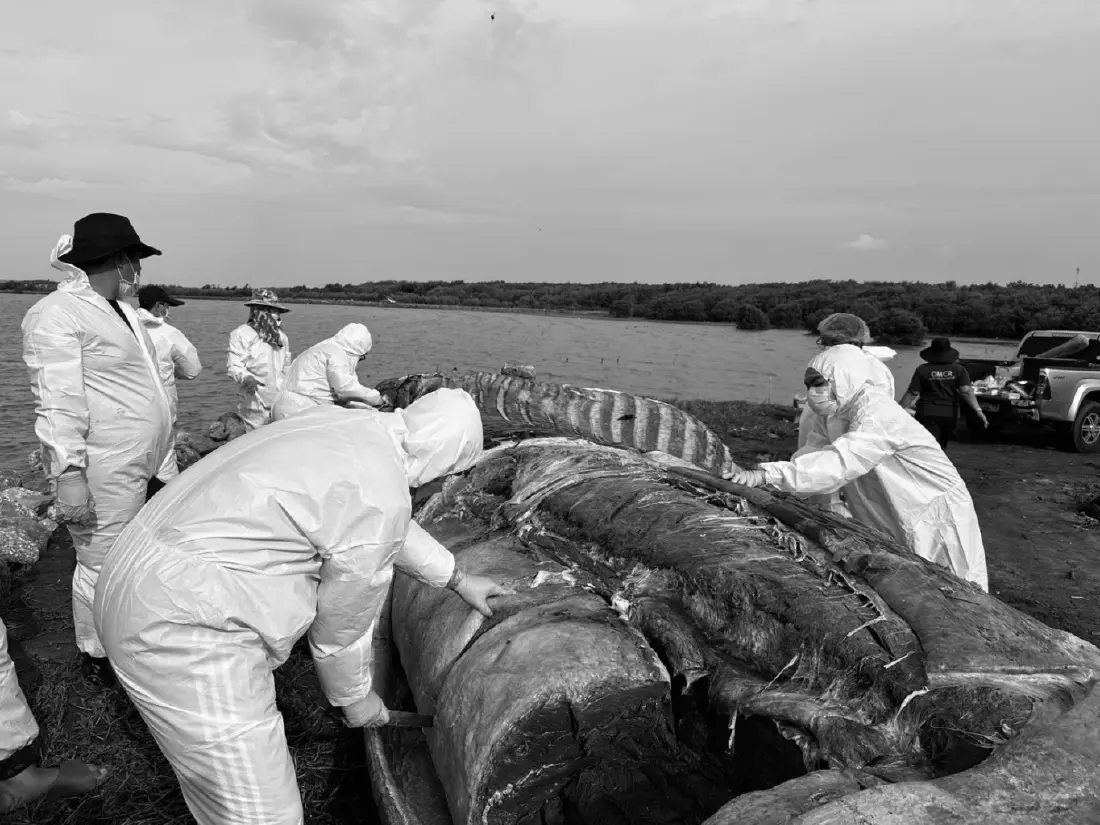 สั่งเฝ้าระวัง ‘วาฬบรูด้า’ ถูกเรือชน หลังเกิดบ่อยขึ้น สิงหาคมเดือนเดียวพบวาฬตาย 4 ตัว