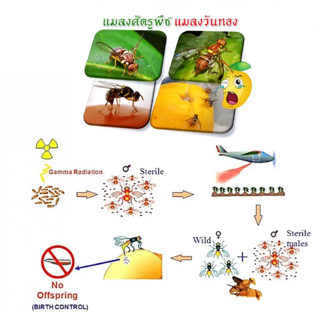 ‘นิวเคลียร์’ เทคโนโลยีที่ใช้ประจำวันในมุมที่ไม่เคยรู้ สู่ SMR พลังงานอนาคต
