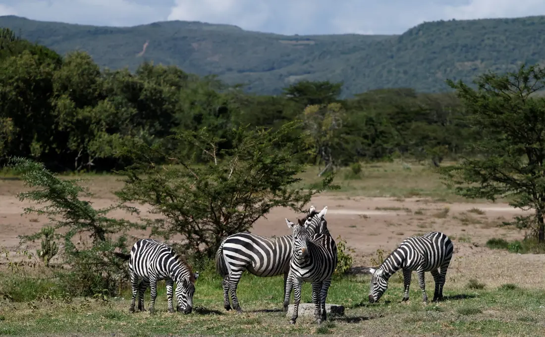 WWF ชี้ประชากรสัตว์ป่าทั่วโลกเกือบ 6,000 ชนิดลดลง  73% ใน 52 ปี