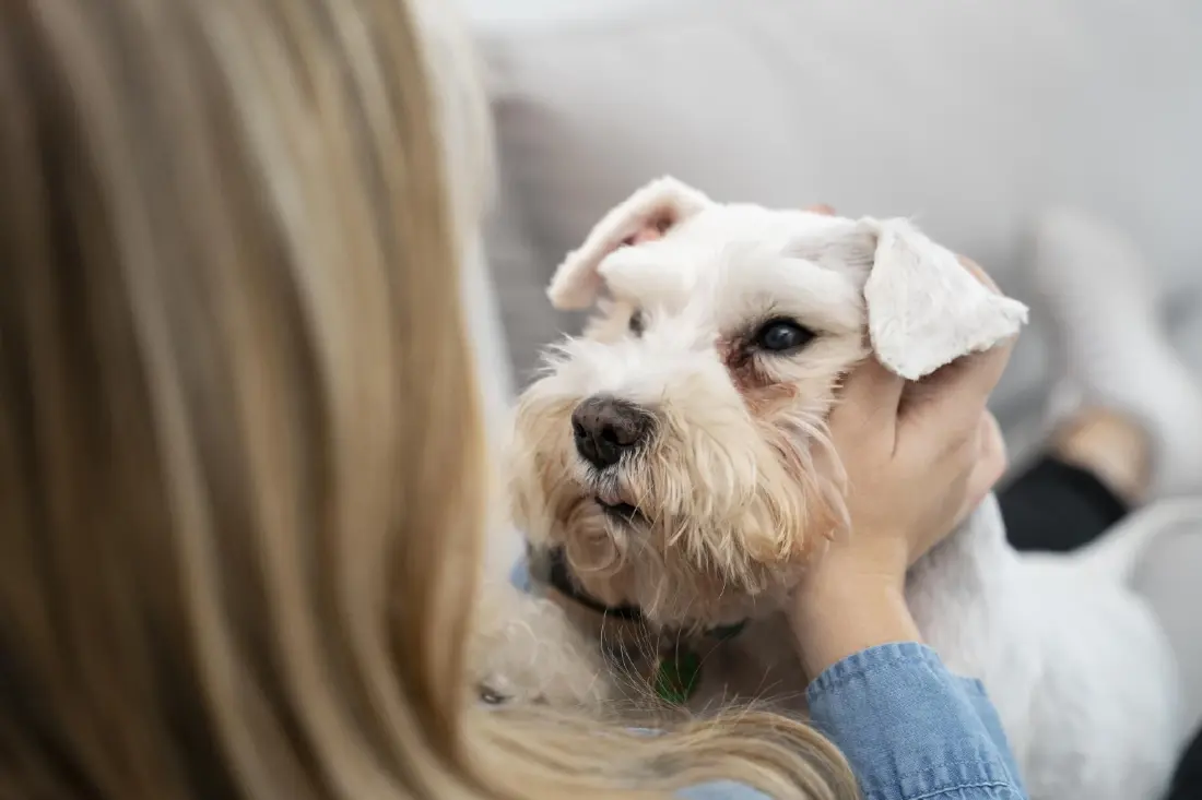 เปย์หมาแมวไม่แผ่ว! กรุงศรีรุกตลาด Pet Parents ตั้งเป้ารูดบัตรแตะ 1,000 ล้าน