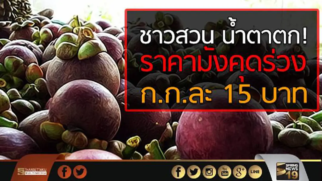 ชาวสวน น้ำตาตก! ราคามังคุดร่วง ก.ก.ละ 15 บาท ชาวสวน น้ำตาตก! ราคามังคุดร่วง ก.ก.ละ 15 บาท