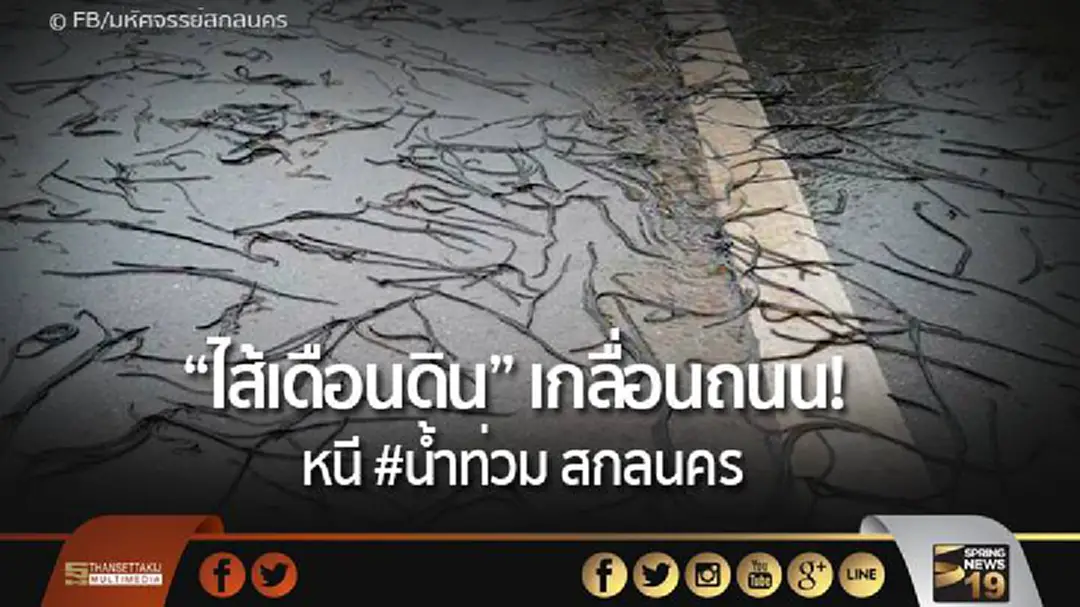 "ไส้เดือนดิน" เกลื่อนถนน! หนี #น้ำท่วม สกลนคร "ไส้เดือนดิน" เกลื่อนถนน! หนี #น้ำท่วม สกลนคร