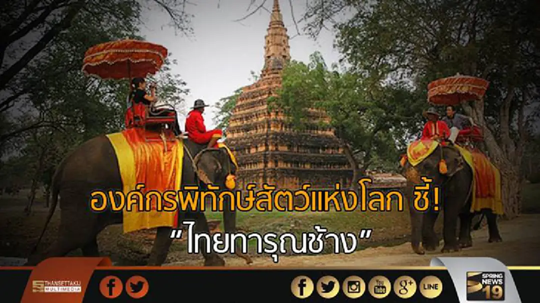 องค์กรพิทักษ์สัตว์แห่งโลกชี้ "ไทยทารุณช้าง" สร้างรายได้ภาคท่องเที่ยว องค์กรพิทักษ์สัตว์แห่งโลกชี้ "ไทยทารุณช้าง" สร้างรายได้ภาคท่องเที่ยว