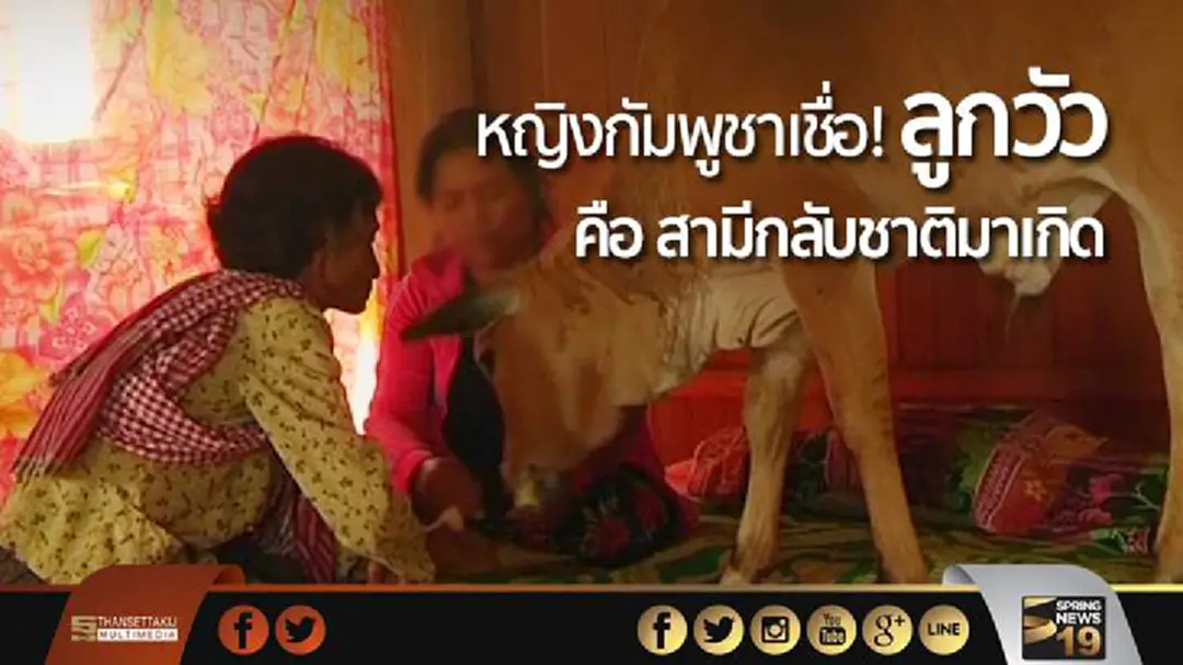 หญิงกัมพูชาเชื่อ! ลูกวัว คือ สามีกลับชาติมาเกิด หญิงกัมพูชาเชื่อ! ลูกวัว คือ สามีกลับชาติมาเกิด
