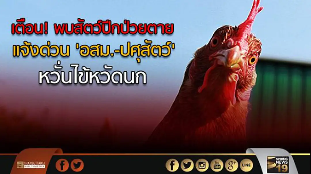 เตือน! พบสัตว์ปีกป่วยตาย แจ้งด่วน 'อสม.-ปศุสัตว์' หวั่นไข้หวัดนก เตือน! พบสัตว์ปีกป่วยตาย แจ้งด่วน 'อสม.-ปศุสัตว์' หวั่นไข้หวัดนก
