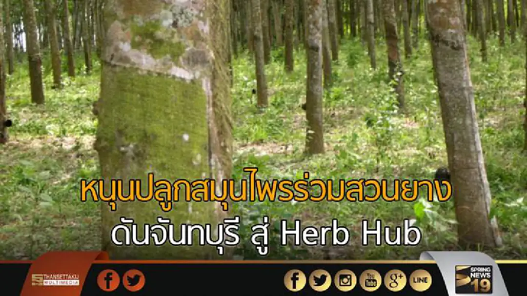 หนุนปลูกสมุนไพรร่วมสวนยางดันจันทบุรี สู่ Herb Hub