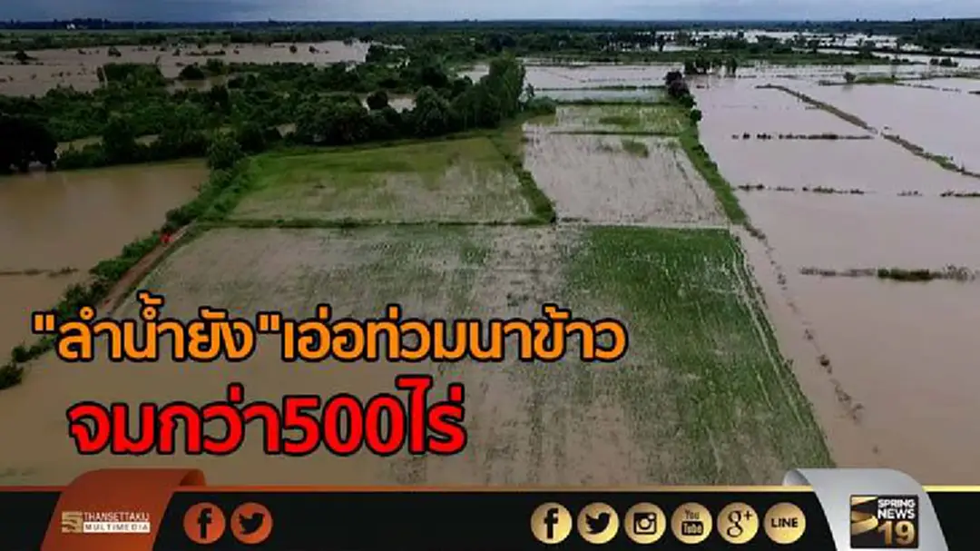 "ลำน้ำยัง"จ.ยโสธร เอ่อท่วมนาข้าวจมกว่า500ไร่ "ลำน้ำยัง"จ.ยโสธร เอ่อท่วมนาข้าวจมกว่า500ไร่