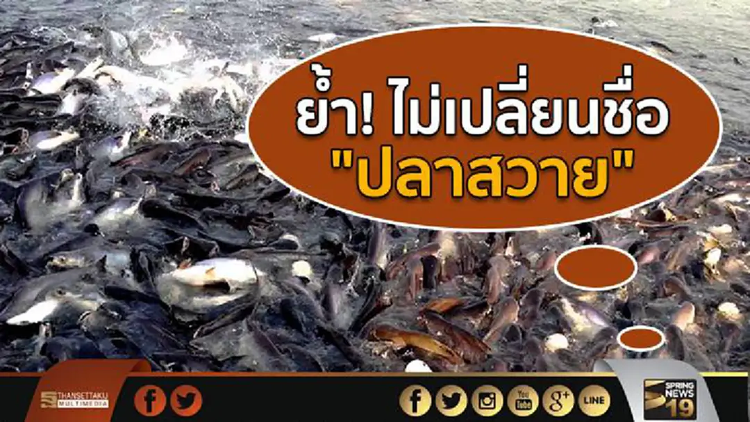 "กรมประมง"ย้ำ! ไม่มีนโยบายเปลี่ยนชื่อ "ปลาสวาย" "กรมประมง"ย้ำ! ไม่มีนโยบายเปลี่ยนชื่อ "ปลาสวาย"