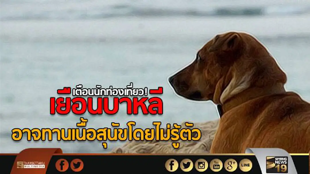 เตือนนักท่องเที่ยว! เยือนบาหลี ตรวจให้ดีหากจะกินอะไร อาจทานเนื้อสุนัขโดยไม่รู้ตัว เตือนนักท่องเที่ยว! เยือนบาหลี ตรวจให้ดีหากจะกินอะไร อาจทานเนื้อสุนัขโดยไม่รู้ตัว