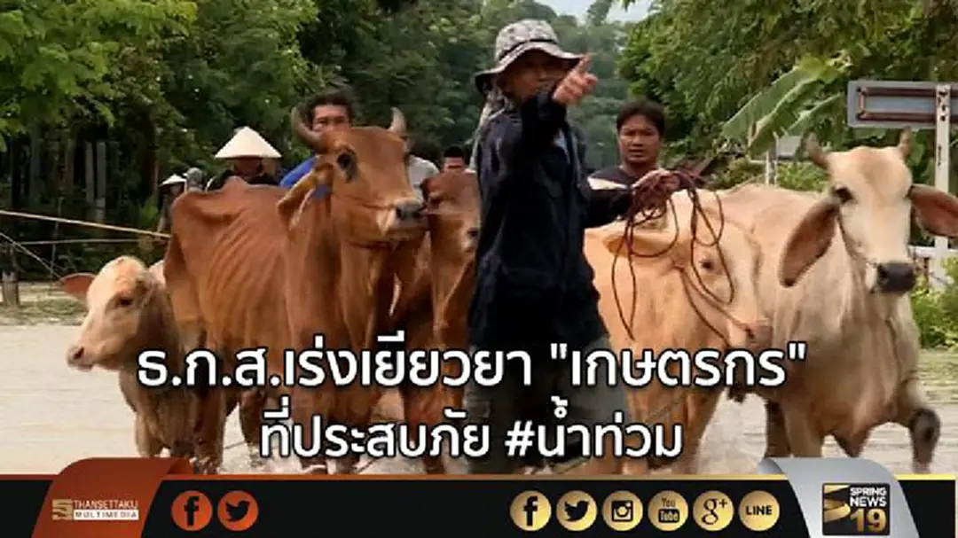 ธ.ก.ส.เร่งเยียวยา "เกษตรกร" ที่ประสบภัย #น้ำท่วม ธ.ก.ส.เร่งเยียวยา "เกษตรกร" ที่ประสบภัย #น้ำท่วม