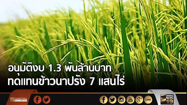 อนุมัติงบ 1.3 พันล้านบาท ทดแทนข้าวนาปรัง 7 แสนไร่ 