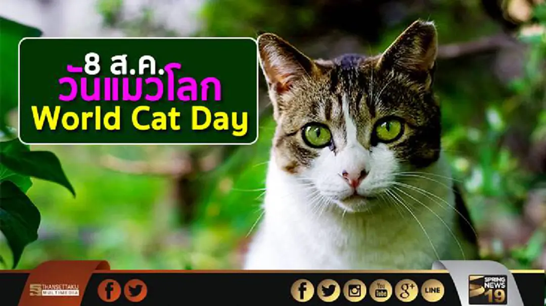 8 ส.ค. วันแมวโลก World Cat Day 8 ส.ค. วันแมวโลก World Cat Day