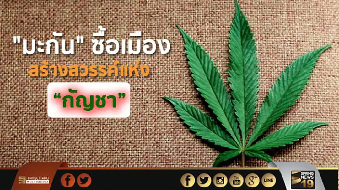 "มะกัน" ซื้อเมืองในรัฐแคลิฟอร์เนีย หวังสร้างสวรรค์แห่งกัญชา "มะกัน" ซื้อเมืองในรัฐแคลิฟอร์เนีย หวังสร้างสวรรค์แห่งกัญชา