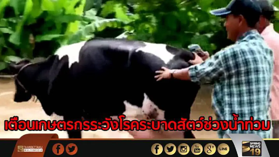เตือนเกษตรกรระวังโรคระบาดสัตว์ช่วงน้ำท่วม เตือนเกษตรกรระวังโรคระบาดสัตว์ช่วงน้ำท่วม