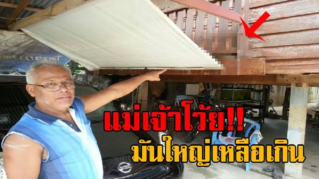 เจอแบบนี้ขอเผ่นดีกว่า!! เจ้าของบ้านผวา ได้ยินเสียงเหมือนมีอะไรเสียดสีกับผ้าใบ ตื่นเช้ามาภรรยาถึงกับร้องกรี๊ดสุดเสียง พระเจ้าเอ๋ยมันใหญ่มาก!? (คลิป) เจอแบบนี้ขอเผ่นดีกว่า!! เจ้าของบ้านผวา ได้ยินเสียงเหมือนมีอะไรเสียดสีกับผ้าใบ ตื่นเช้ามาภรรยาถึงกับร้องกรี๊ดสุดเสียง พระเจ้าเอ๋ยมันใหญ่มาก!? (คลิป)