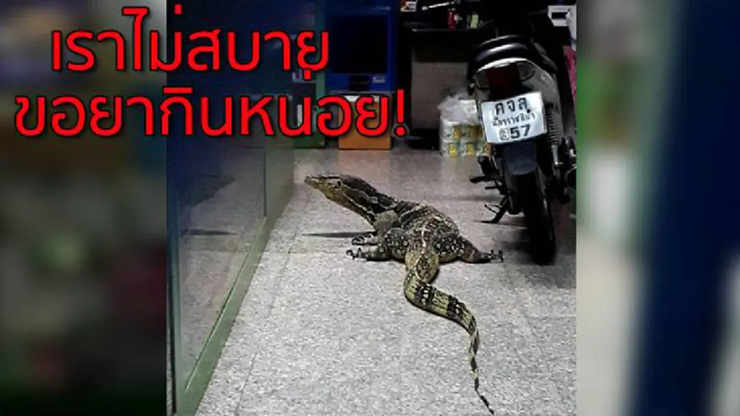 เข้น้อยบุกร้านขายยากลางโคราช กู้ภัยเข้าชาร์จจับปล่อยคืนป่า (ชมคลิป) เข้น้อยบุกร้านขายยากลางโคราช กู้ภัยเข้าชาร์จจับปล่อยคืนป่า (ชมคลิป)