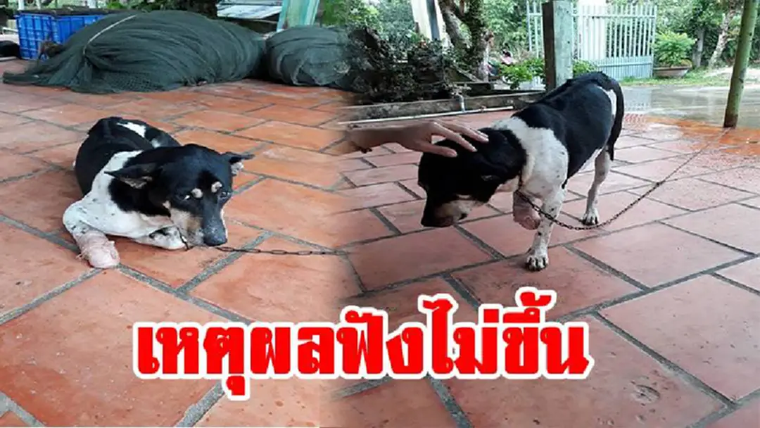 หญิงชาวเวียดนามเผยเหตุ ไล่ตัดขาน้องหมา ใจร้ายสุดๆ(มีคลิป)