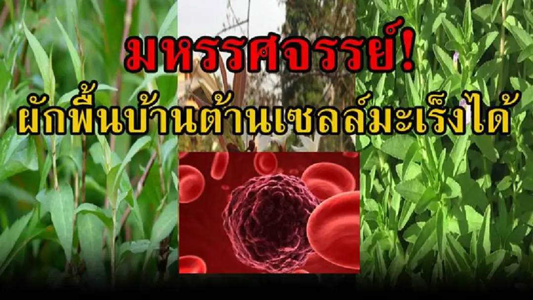 หายโง่กันซะที!! เผย 8 ผักสมุนไพรพื้นบ้าน ที่มีสรรพคุณทางยา สามารถ “ยับยั้งเชื้อมะเร็ง” และต้านโรคร้ายได้ด้วย มีผักอะไรบ้าง เช็คแล้วแชร์เลย!!