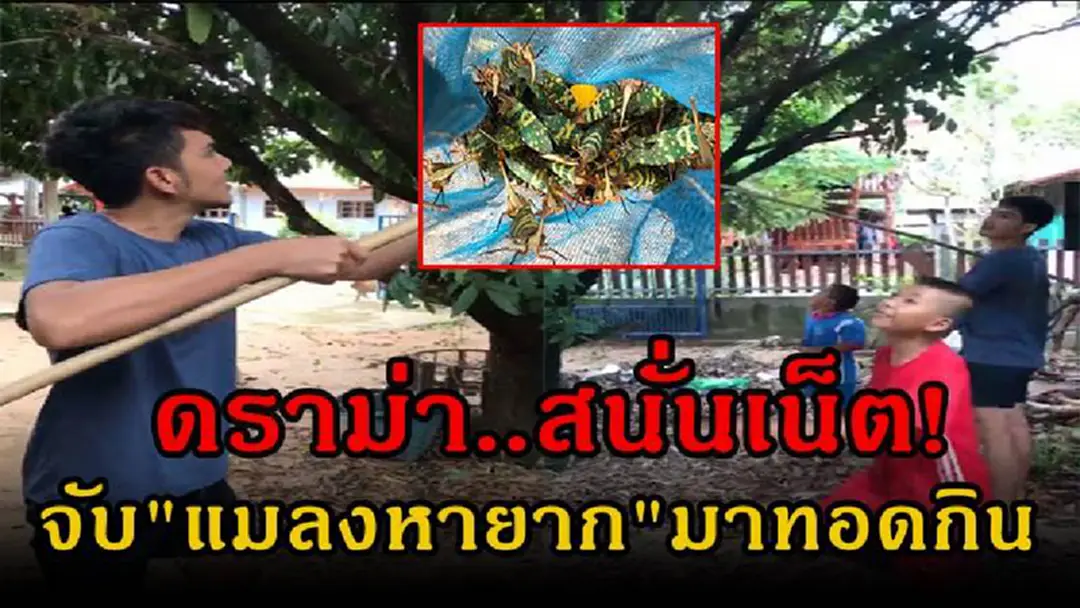 ดราม่า..กระฉ่อนเน็ต!! เน็ตไอดอล อีส ชำนาญ เอาแมลงหายาก “มาทอดกิน” ชาวเน็ตแห่คอมเม้นหนัก! โดนด่าเดียวมันก็สูญพันธุ์!?! (คลิป) ดราม่า..กระฉ่อนเน็ต!! เน็ตไอดอล อีส ชำนาญ เอาแมลงหายาก “มาทอดกิน” ชาวเน็ตแห่คอมเม้นหนัก! โดนด่าเดียวมันก็สูญพันธุ์!?! (คลิป)