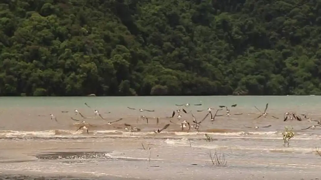 จ.ตรัง นกทะเลกว่า1,000ตัว บินออกมาตากแดดหลังฝนหยุดตก (ชมคลิป) จ.ตรัง นกทะเลกว่า1,000ตัว บินออกมาตากแดดหลังฝนหยุดตก (ชมคลิป)