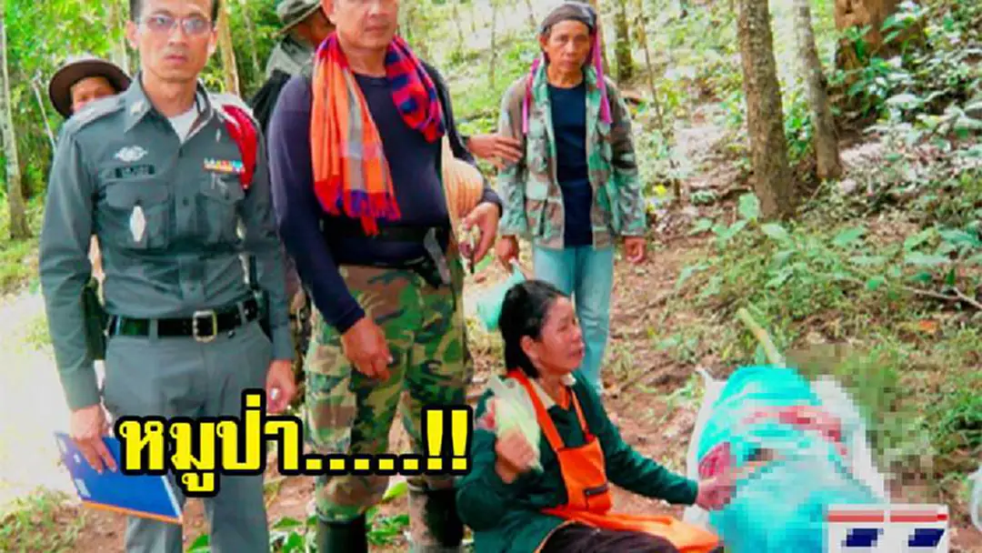 สุดสลด หมูป่า!! ทำพิษปลิดชีวิตชาวบ้าน ดับอนาถกลางป่าใหญ่ หลังพาฝูงควายไปกินหญ้า สุดสลด หมูป่า!! ทำพิษปลิดชีวิตชาวบ้าน ดับอนาถกลางป่าใหญ่ หลังพาฝูงควายไปกินหญ้า