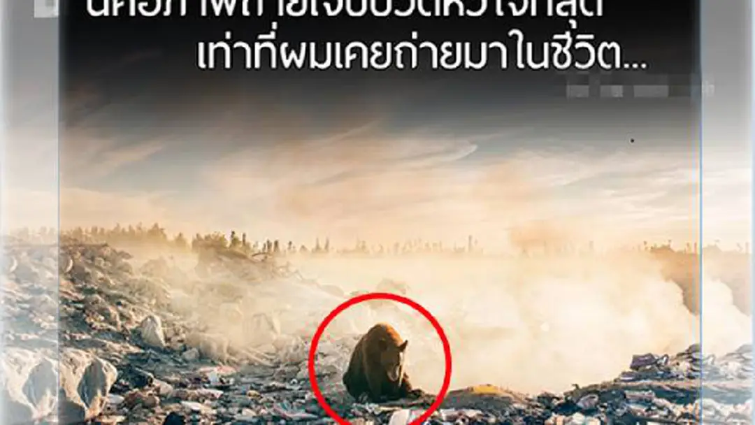 “ภาพเจ้าหมีกริซลี”นั่งหมดอาลัย ตายอยาก ท่ามกลางกองขยะ ที่เกิดจาก“ฝีมือมนุษย์” (ชมภาพ) “ภาพเจ้าหมีกริซลี”นั่งหมดอาลัย ตายอยาก ท่ามกลางกองขยะ ที่เกิดจาก“ฝีมือมนุษย์” (ชมภาพ)
