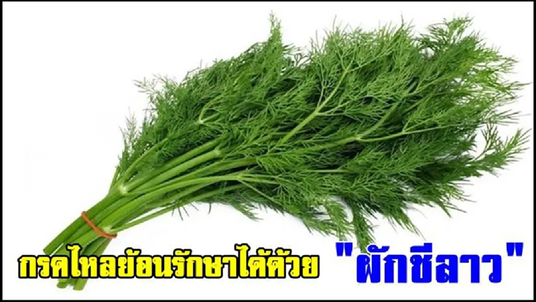 รู้เเบบนี้เเล้วรีบหามากินด่วนเลย!!กรดไหลย้อนรักษาได้ด้วย "ผักชีลาว"และประโยชน์อีกมากมายที่คาดไม่ถึง(คลิป)