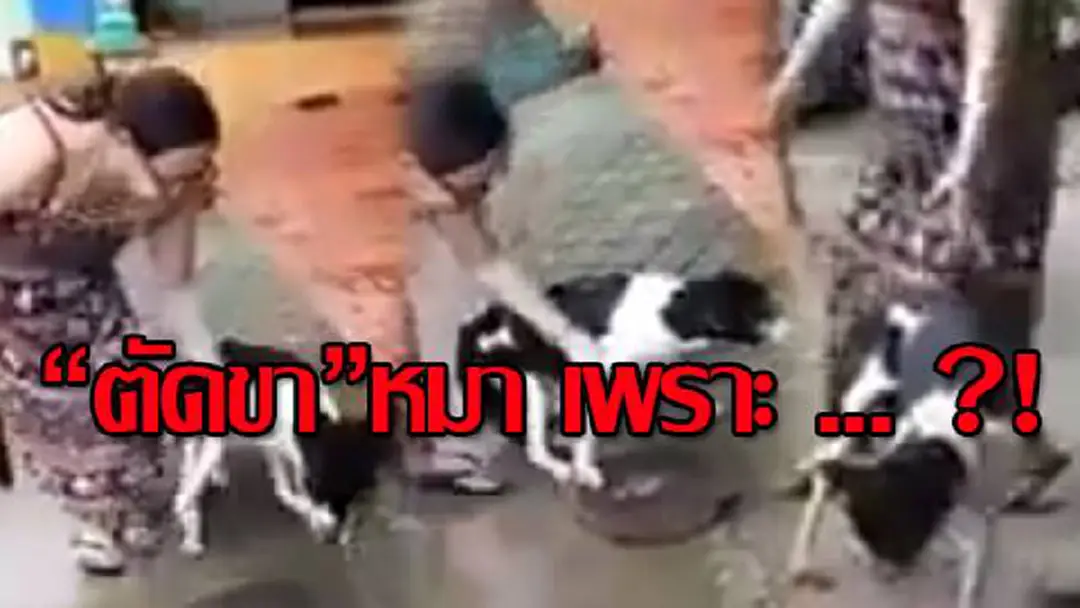 “ป้าใจร้าย” ออกชี้แจง ! เหตุที่ต้องคว้ามีด "ตัดขาสุนัข" เป็นเพราะ...?! หลังถูกโซเชียลประณามเละ !!?? “ป้าใจร้าย” ออกชี้แจง ! เหตุที่ต้องคว้ามีด "ตัดขาสุนัข" เป็นเพราะ...?! หลังถูกโซเชียลประณามเละ !!??