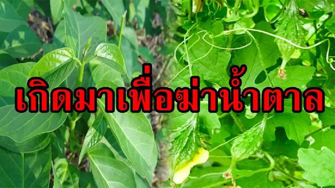 คนรักสุขภาพต้องอ่าน!! เผยสุดยอด 3 สมุนไพร พิชิตโรคเบาหวาน หาไม่ยากเเถมได้ผลดีสุดๆ คนรักสุขภาพต้องอ่าน!! เผยสุดยอด 3 สมุนไพร พิชิตโรคเบาหวาน หาไม่ยากเเถมได้ผลดีสุดๆ