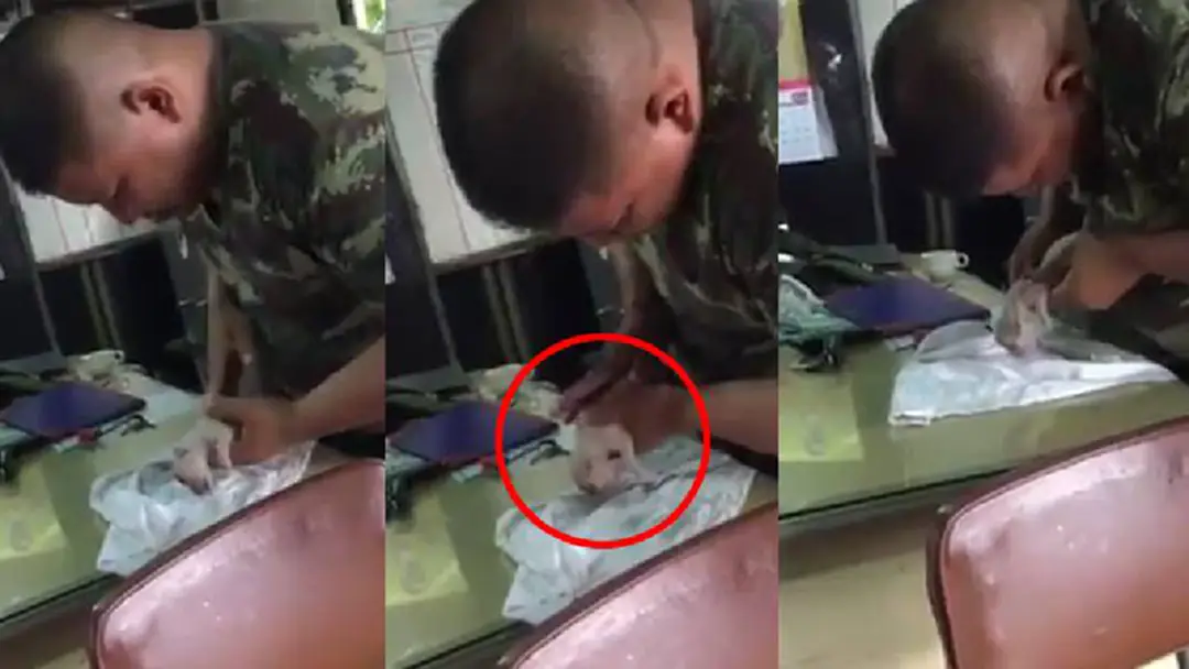 ระทึกสุดหัวใจ!! นาที "ทหาร" CPR ช่วยหมาน้อยพลัดตกน้ำเกือบตาย เห็นแล้วน้ำตาซึม...ชีวิตเล็กๆ ก็มีค่า!! ระทึกสุดหัวใจ!! นาที "ทหาร" CPR ช่วยหมาน้อยพลัดตกน้ำเกือบตาย เห็นแล้วน้ำตาซึม...ชีวิตเล็กๆ ก็มีค่า!!