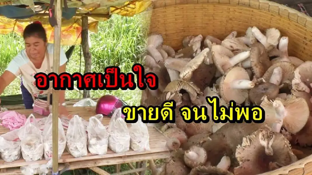 ชาวบ้านเขาหัวแหวนหน้าบาน สภาอากาศเป็นใจ ส่งผลให้เห็ดบานสะพรั่ง เป็นที่ต้องการจนไม่พอขาย สร้างกำไรวันละหลายร้อยบาท ชาวบ้านเขาหัวแหวนหน้าบาน สภาอากาศเป็นใจ ส่งผลให้เห็ดบานสะพรั่ง เป็นที่ต้องการจนไม่พอขาย สร้างกำไรวันละหลายร้อยบาท