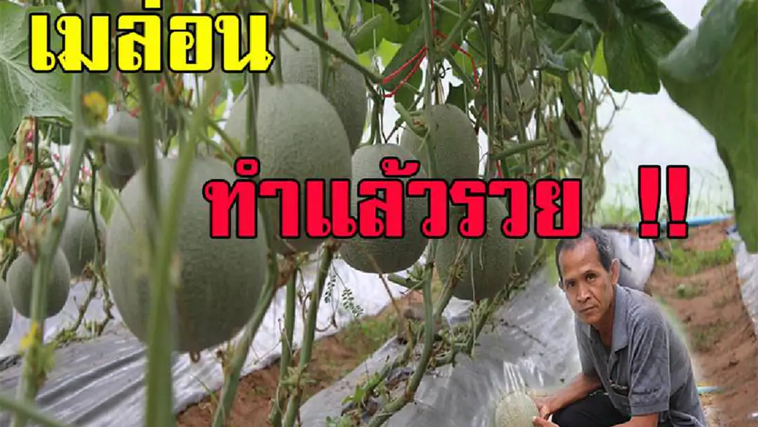 เมล่อนอาชีพพารวย...ตามรอยเศรษฐกิจพอเพียง สร้างรายได้เป็นกอบเป็นกำ พร้อมปุ๋ยสูตรลับสุดพิเศษ ที่นำมาบอกต่อ มีคลิป เมล่อนอาชีพพารวย...ตามรอยเศรษฐกิจพอเพียง สร้างรายได้เป็นกอบเป็นกำ พร้อมปุ๋ยสูตรลับสุดพิเศษ ที่นำมาบอกต่อ มีคลิป
